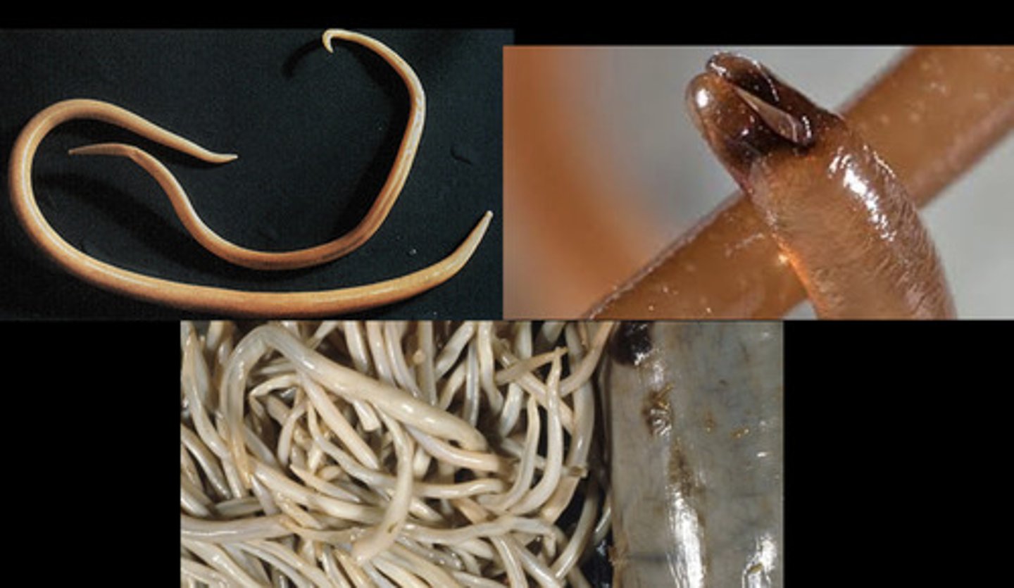 <p>olika miljöer</p><p>kutikula</p><p>högt hydrostatisk tryck</p><p>saknar cirkulationssystem</p><p>pseudocoelomata</p><p>logtituella muskler</p><p>separata kön, intern befruktning</p><p>växtparasiter: suger ur växten, lever i växtvävnad, på rötter</p><p>djurparasiter: spolmask i tarmar, cystor i fläskkött</p>