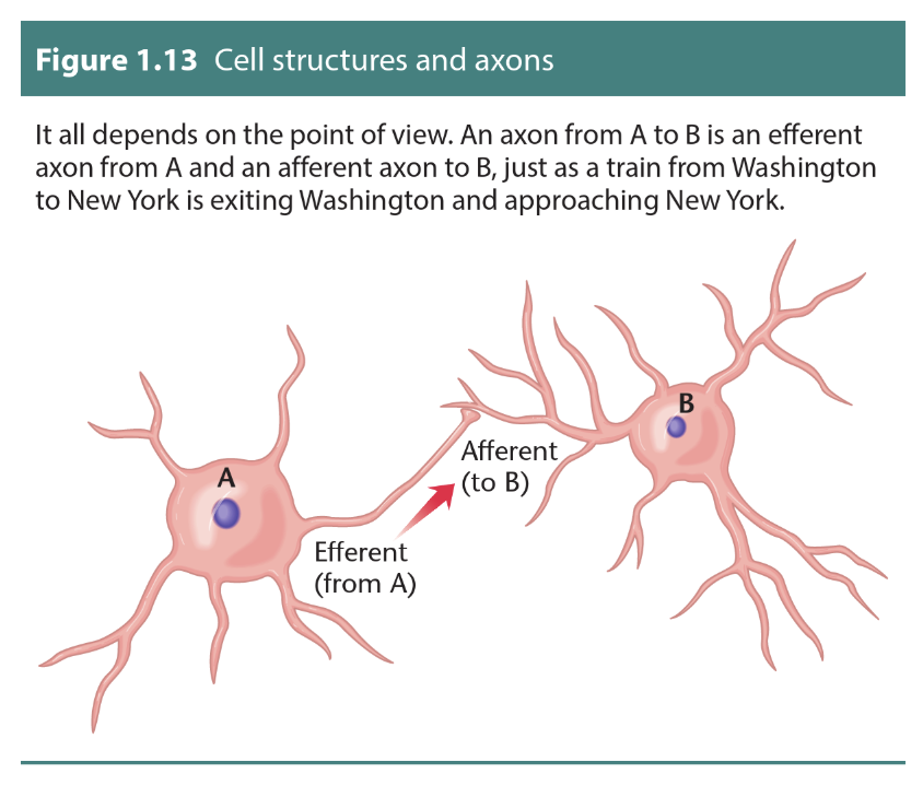 <p><span style="line-height: 22.0875px;"><span>Efferent axon</span></span></p>