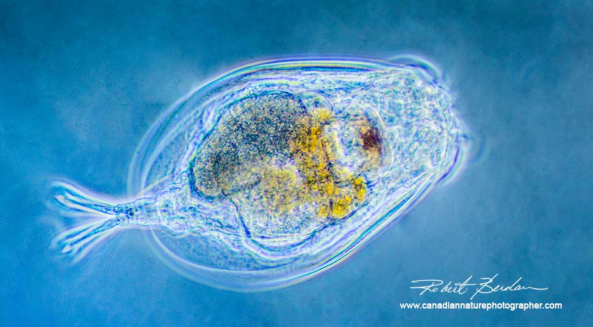 Does this image show a living organism or a non-living entity?