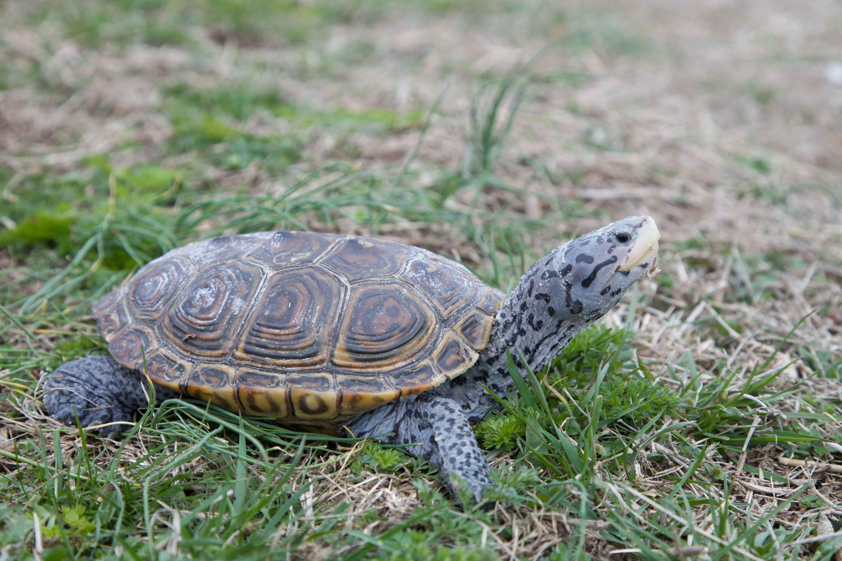 <p>Diamond-backed Terrapin</p>