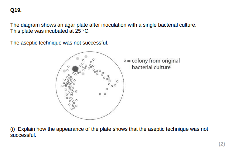 <p>Explain why the agar plate was incubated at 25 °C</p>