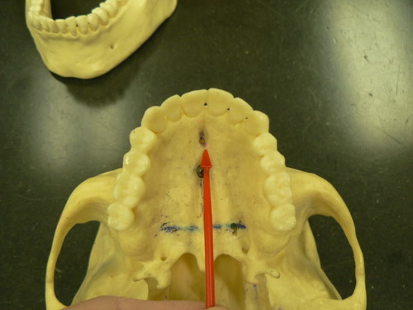 <p>what passes through this structure?</p>
