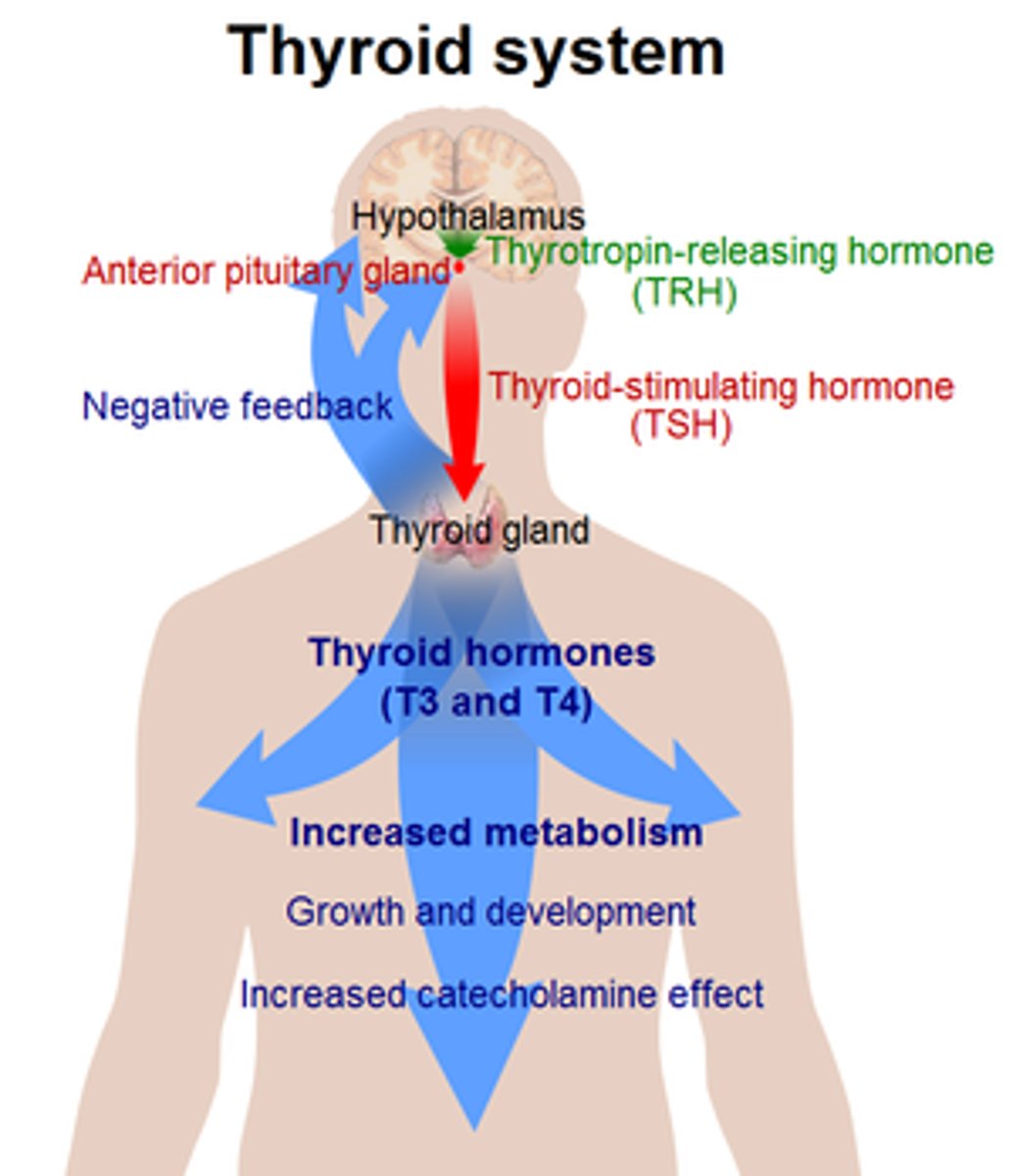 <p>T3, T4, calcitonin</p>