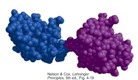 <p>how many domains are in this protein?</p>