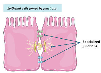 Cellularity