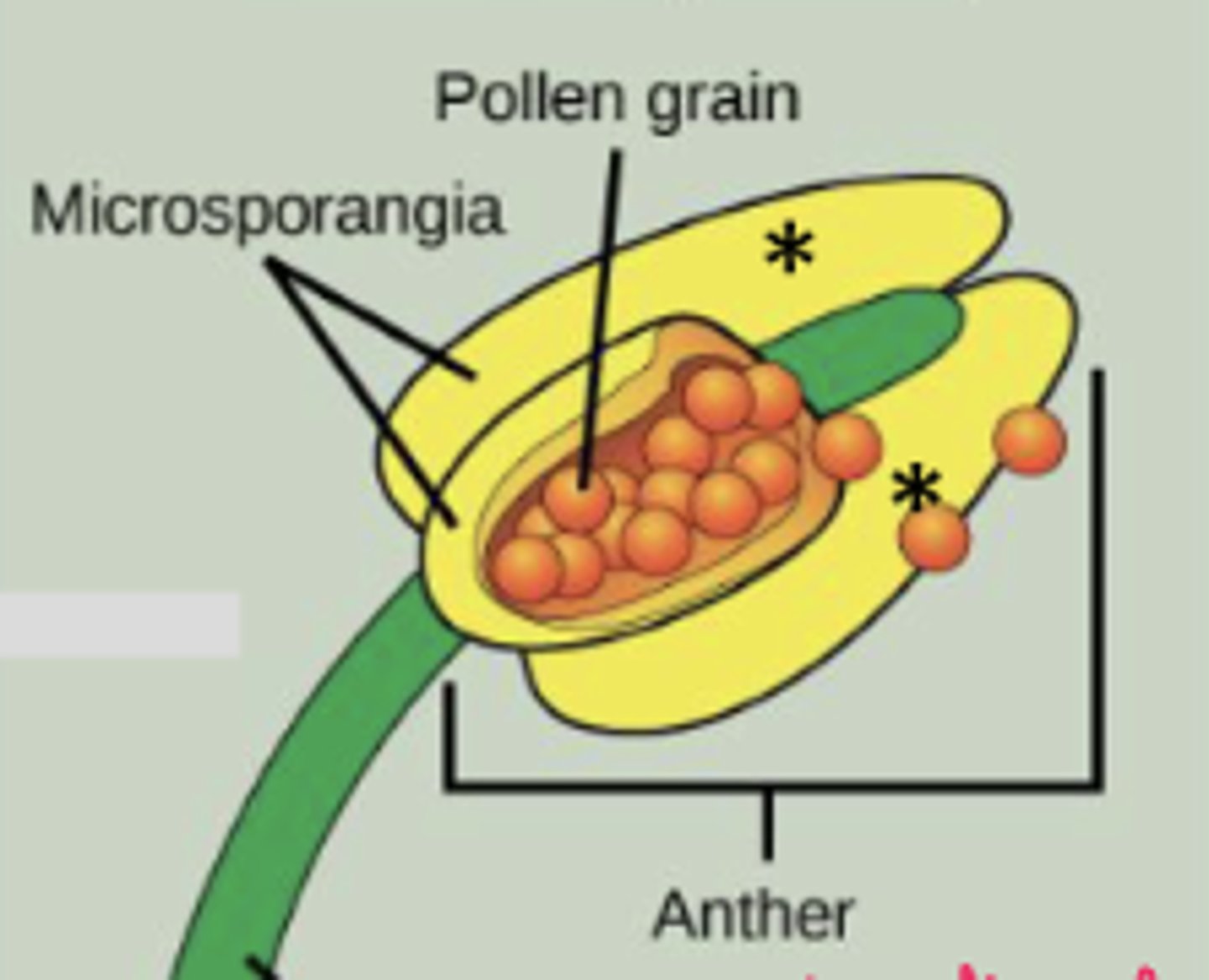 <p>sac-like structure where microsporangia are located</p>