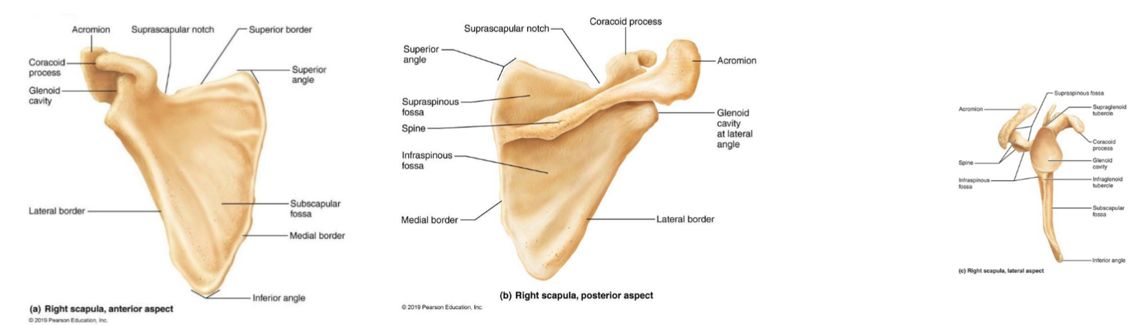 <ul><li><p>shoulder blades</p></li><li><p>thin, triangular, irregular bones</p></li><li><p>dorsally, between ribs 2 & 7</p></li><li><p>Each has 3 borders:</p><ul><li><p>superior</p></li><li><p>medial</p></li><li><p>lateral - near armpit, ends superiorly in glenoid cavity fossa (shoulder joint)</p></li></ul></li><li><p>Several large fossae, named according to location</p><ul><li><p>spine</p></li><li><p>acromion</p><ul><li><p>lateral projection that articulates with acromial end of clavicle </p></li><li><p>number of muscles attach here as well </p></li></ul></li><li><p>coracoid process</p><ul><li><p>For biceps muscle</p></li></ul></li></ul></li></ul><p></p>