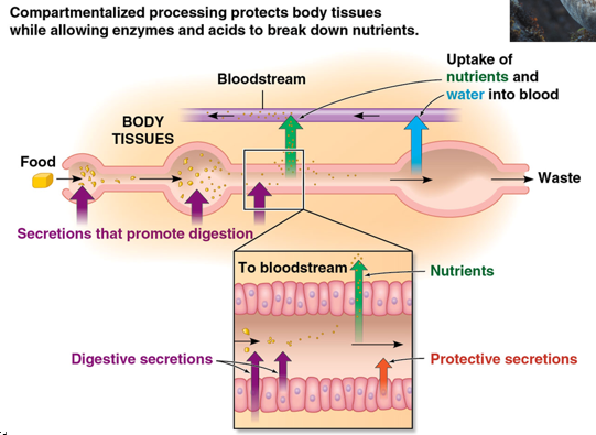 <p>How can animals extract the nutrients they need from food while not digesting their own tissues?</p>