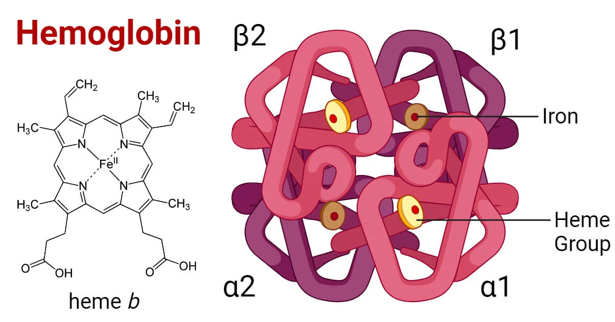 <p>2 alpha and 2 beta protein chains</p>