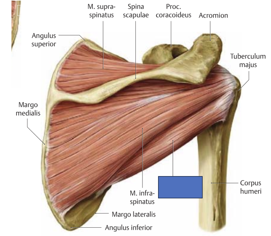 <p>m. teres minor → õlavarre välisrotatsioon-retroflektsioon-aduktsioon (odavise), liigese stabiliseerimine</p>