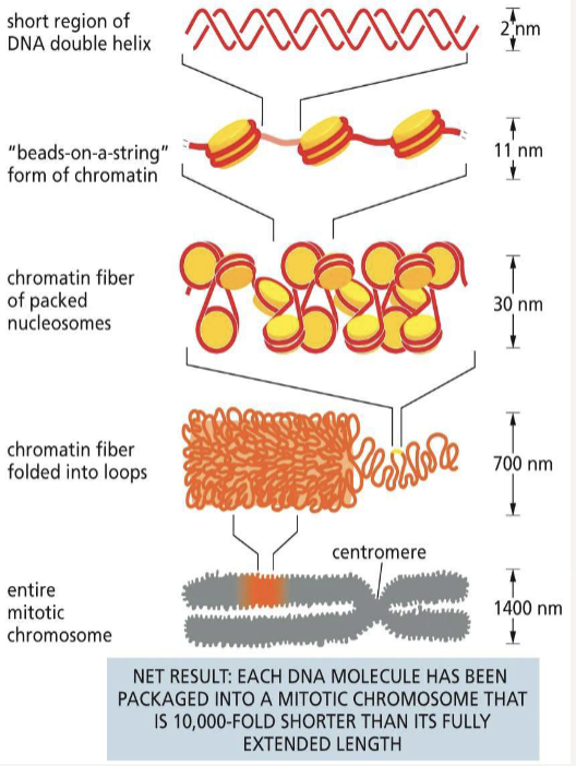 <p>joins nucleosomes as a linker to pack DNA even tighter and alter the path it takes as it exits the nucleosome core</p>