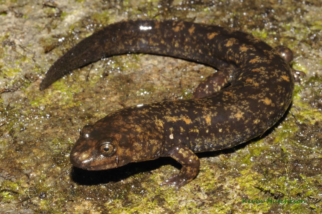 <p>desmognathus marmoratus</p>