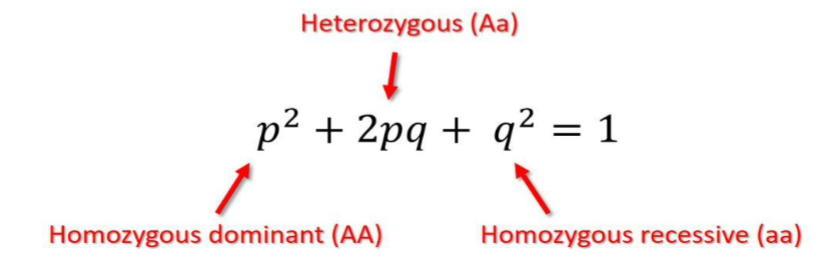 <p>Hardy Weinberg Equation</p>