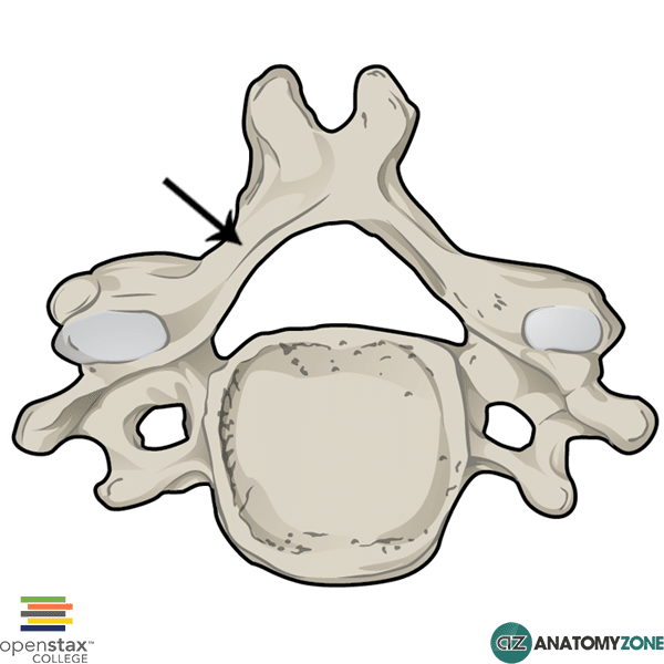 <p>The head of the vertebral arch</p>
