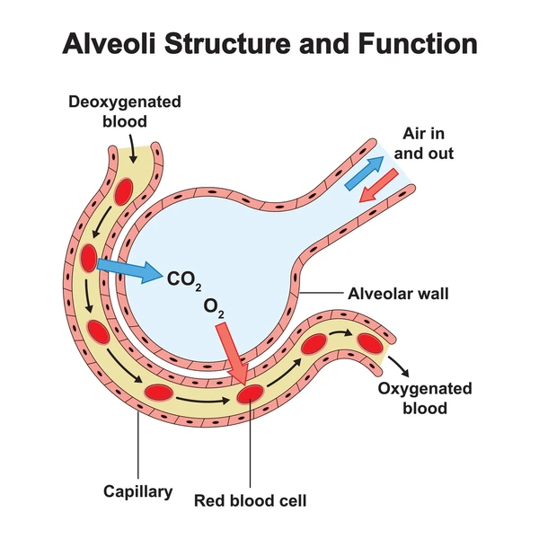 <ul><li><p>made in the alveoli</p></li><li><p>prevent the alveoli from collapsing</p></li><li><p><strong>reduces surface tension at the air–water interface in the alveoli</strong></p></li></ul>