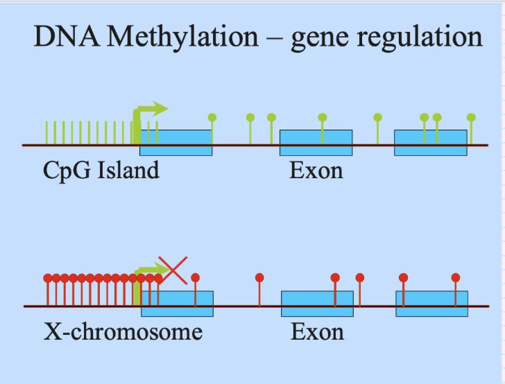 <p>x chromosome inactivation</p><p><span style="background-color: inherit; line-height: 22px; color: windowtext;"><span>Randomly inactive one x chromosome- by methylation</span></span><span style="line-height: 22px; color: windowtext;"><span>&nbsp;</span></span></p><ul><li><p class="Paragraph SCXO163215601 BCX0" style="text-align: left;"><span style="background-color: inherit; line-height: 22px; color: windowtext;"><span>Remove methylation, gene back on</span></span><span style="line-height: 22px; color: windowtext;"><span>&nbsp;</span></span></p></li></ul><p></p>