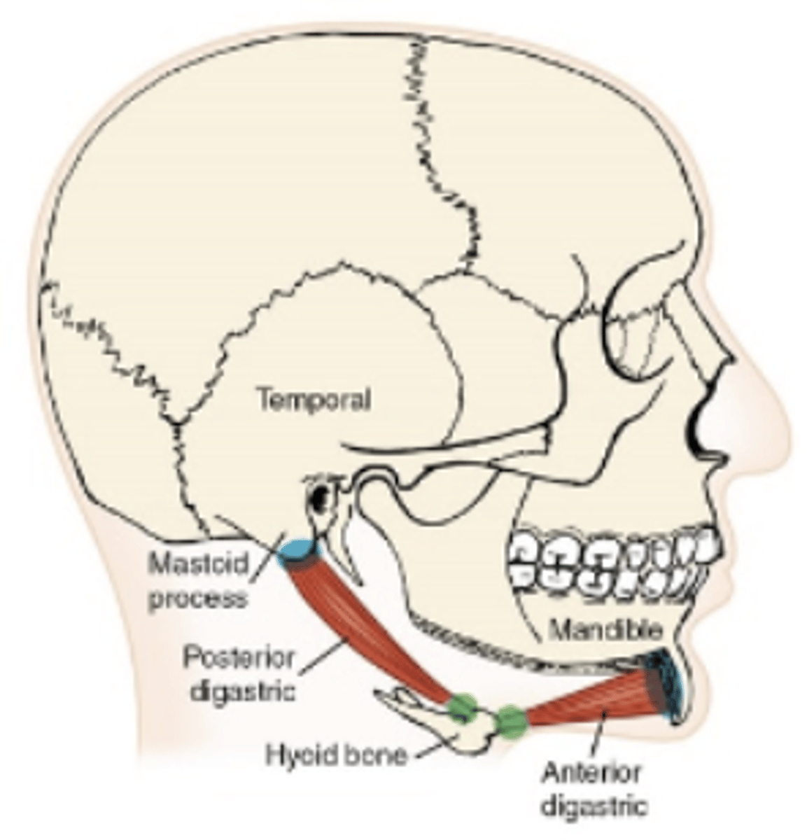<p>What muscle is this?</p>