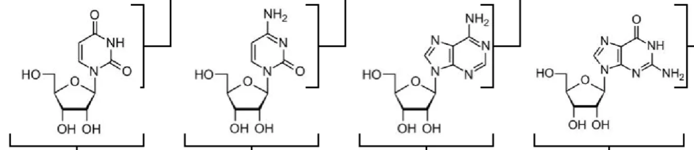 <p>uridine (U), cytidine (C), adenosine (A), guanosine (G)</p>