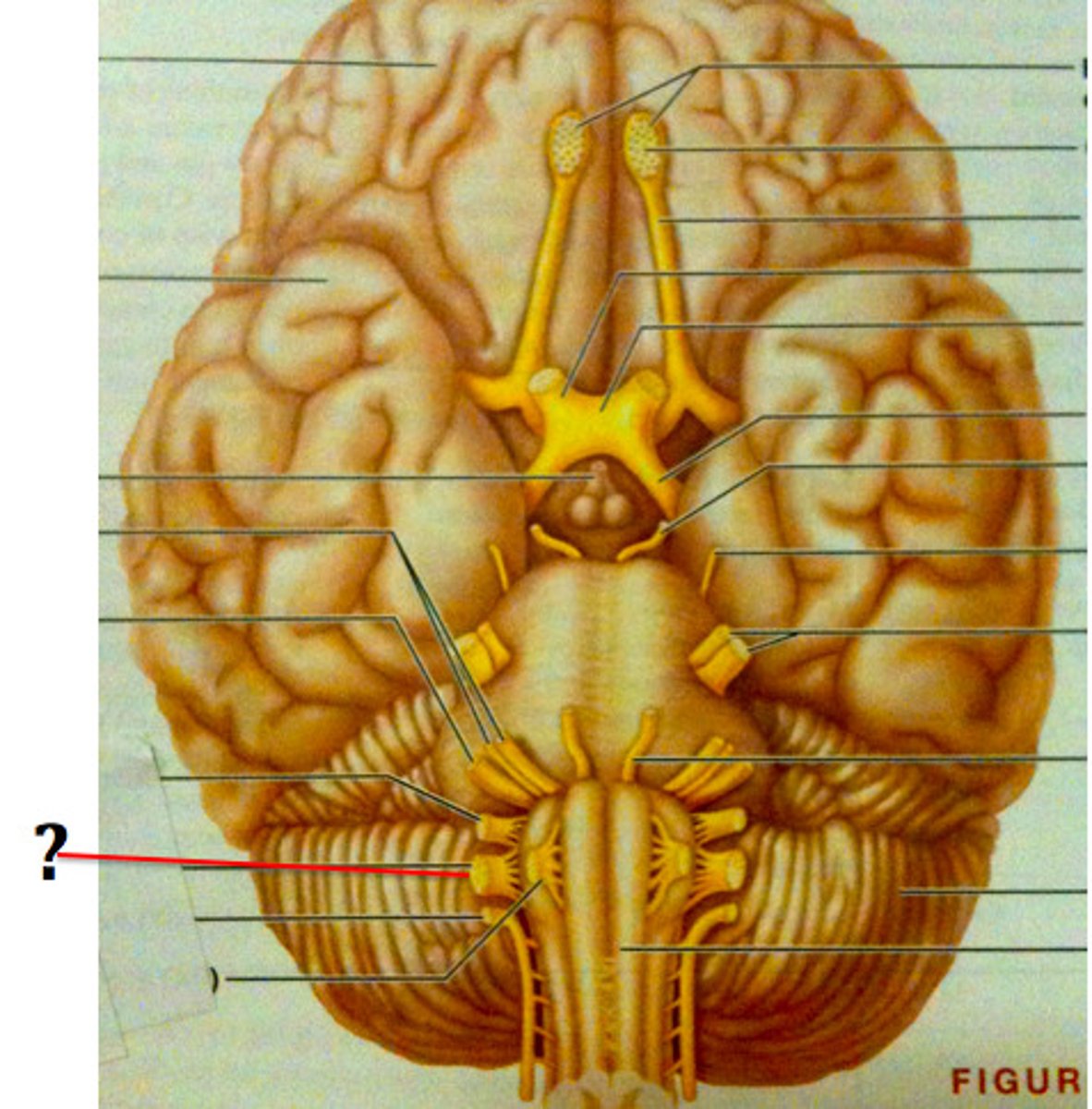 <p>Sensory from the Thoracic and Abdominal Viscera, Mucosa of the Pharynx and Larynx, Carotid Sinus, and Carotid and Aortic Bodies (Visceral Sensory); Taste Buds on the Epiglottis (Special Visceral Sensory); Muscles of the Pharynx and Larynx (Somatic Motor); Heart, Lungs, Abdominal Viscera, Heart Rate, Breathing, and Digestive System Activity (Visceral Motor)</p>