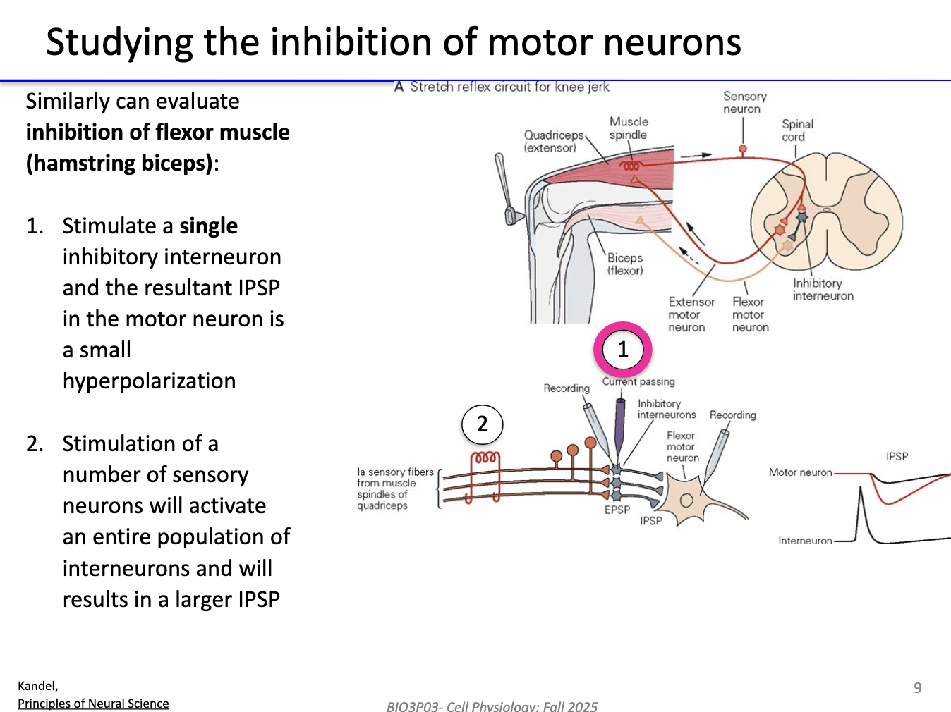 <ul><li><p>Inhibition studied via <strong>flexor muscle (biceps femoris)</strong> pathway.</p></li></ul><ol><li><p><strong>Stimulate a single inhibitory interneuron</strong> → produces a <strong>small IPSP</strong> (slight hyperpolarization) in motor neuron.</p></li><li><p><strong>Stimulate multiple sensory neurons</strong> → activates <strong>many inhibitory interneurons</strong> → results in a <strong>larger IPSP</strong> (greater hyperpolarization).</p></li></ol><ul><li><p>Demonstrates <strong>summation of inhibitory inputs</strong> similar to excitatory summation, but decreases motor neuron excitability.</p></li></ul><p></p>