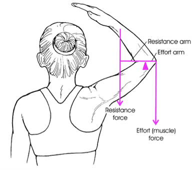 <ul><li><p>fulcrum (pivot point)</p></li><li><p>resistance force (weight of arm/hand) </p></li><li><p>effort force (muscular force) - ex. triceps</p></li></ul>