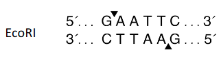 <ul><li><p>Palindromic</p></li><li><p>4-8 bp long</p></li></ul><p></p>