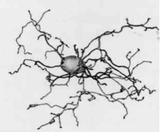 <p>project to koniocellular layers of LGN</p><ul><li><p>small or large cell bodies and dendritic fields, intermediate axons</p></li><li><p>10% of ganglion cells in retina</p></li><li><p>synapse with diffuse or midget bipolar cells</p></li></ul><p></p>