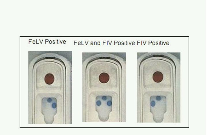 <p>IDEXX FeLV &amp; FIV Testing </p>