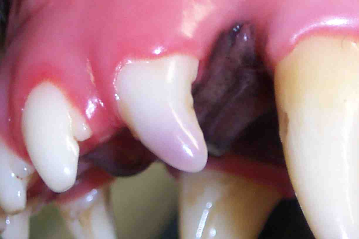 <p>Increased sensitivity to hot and cold, pain, decreased appetite, discoloured teeth.</p>