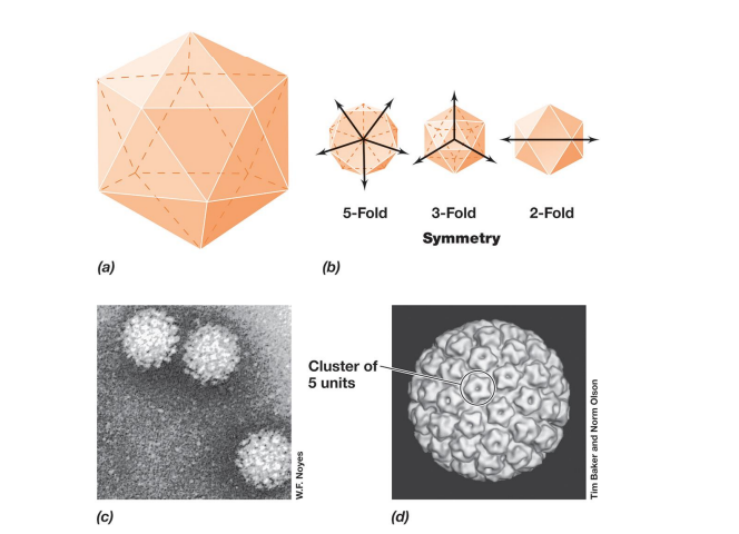 <p><span data-name="black_small_square" data-type="emoji">▪</span><span style="color: purple;"> helical symmetr</span>y: rod-shaped (e.g., tobacco mosaic virus or TMV) – length determined by length of nucleic acid </p><p>– width determined by size and packaging of capsomeres</p><p><span data-name="black_small_square" data-type="emoji">▪</span><span style="color: purple;"><span> icosahedral symmetry: spherical </span></span>(e.g., human papillomavirus; </p><p>– 20 triangular faces, 12 vertices; 5, 3, or 2 identical segments</p><p> – most efficient arrangement of subunits in a closed shell </p><p>– requires fewest capsomeres</p><p></p><p>– Some structures highly</p><p><span style="color: purple;"><span data-name="black_small_square" data-type="emoji">▪</span> Most complex are head-plus-tail bacteriophages</span></p>