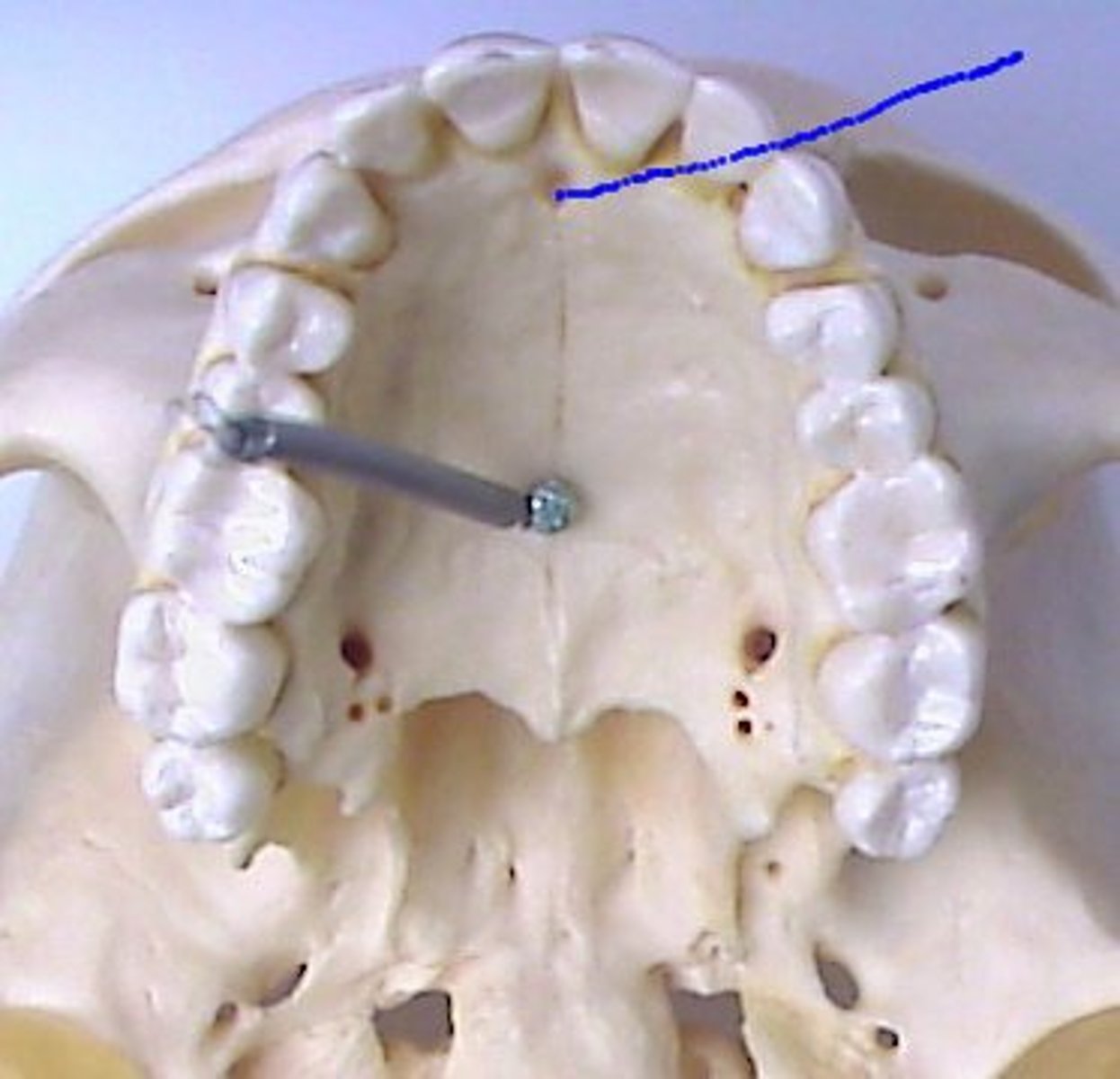 <p>upper pallet hole, one closest to the teeth (incisors)</p>