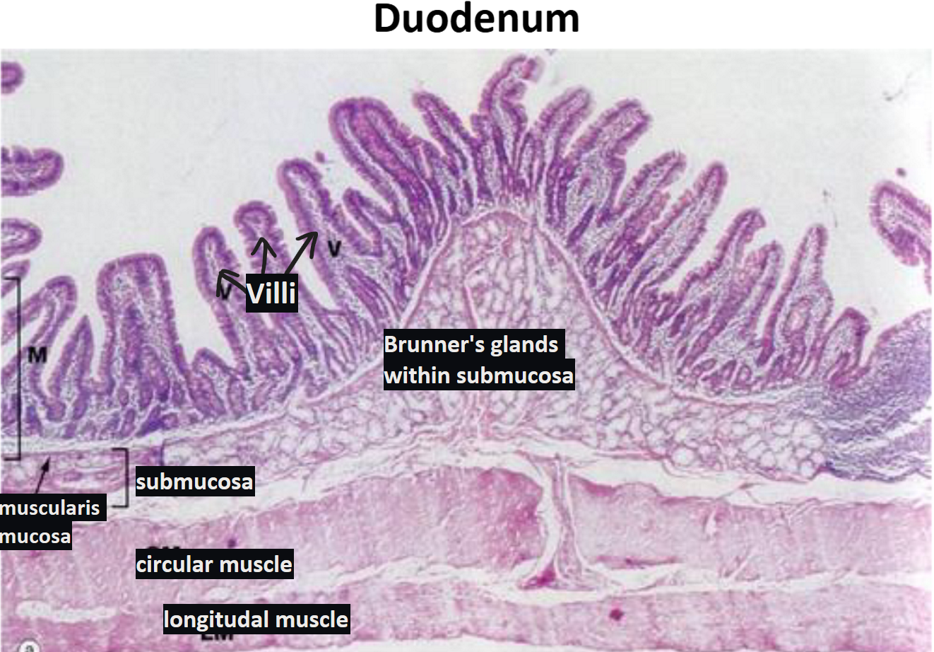 <ul><li><p><span>Epithelial tissue faces the lumen ALWAYS → here its columnar cells</span></p></li><li><p><span>Layers in order</span></p><ul><li><p><span>Simple columnar with microvilli lining the mucosa</span></p></li><li><p><span>Lamina propria (CT)</span></p></li><li><p><span>Muscularis mucosa (submucosa) → with Brunner's glands</span></p><ul><li><p><span>Secretes mucus</span></p><ul><li><p><span>Coats the duodenal epithelium to protect it from stomach acids</span></p></li></ul></li><li><p><span>Empty into the intestinal glands</span></p></li></ul></li></ul></li></ul><p></p>