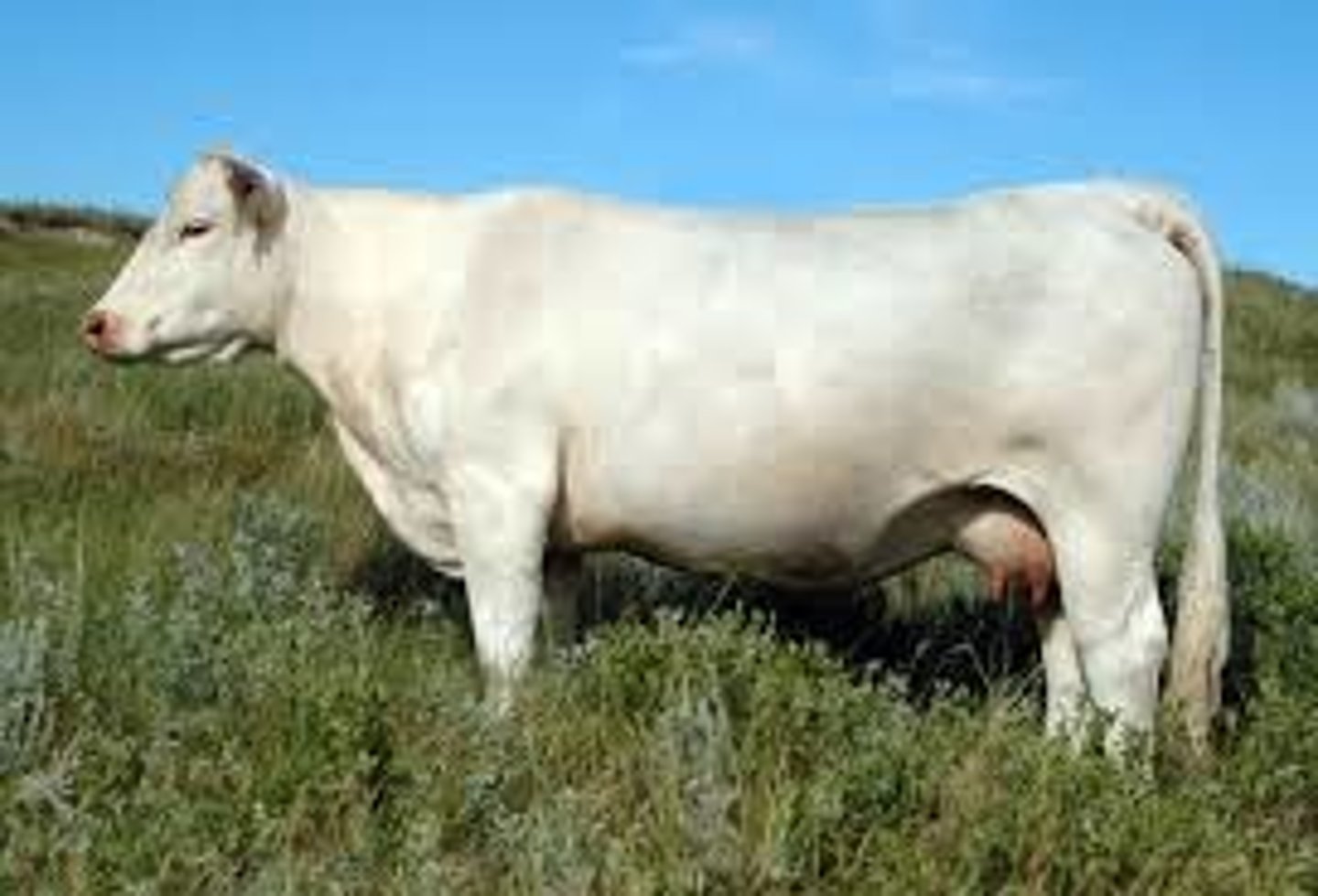 <p>Exotic/European Beef Breed</p><p>Originated in France.</p><p>White, off-white to cream coloration.</p><p>Produce lean, muscular carcasses.</p>