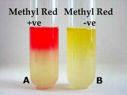 <p>MR- methyl red </p>