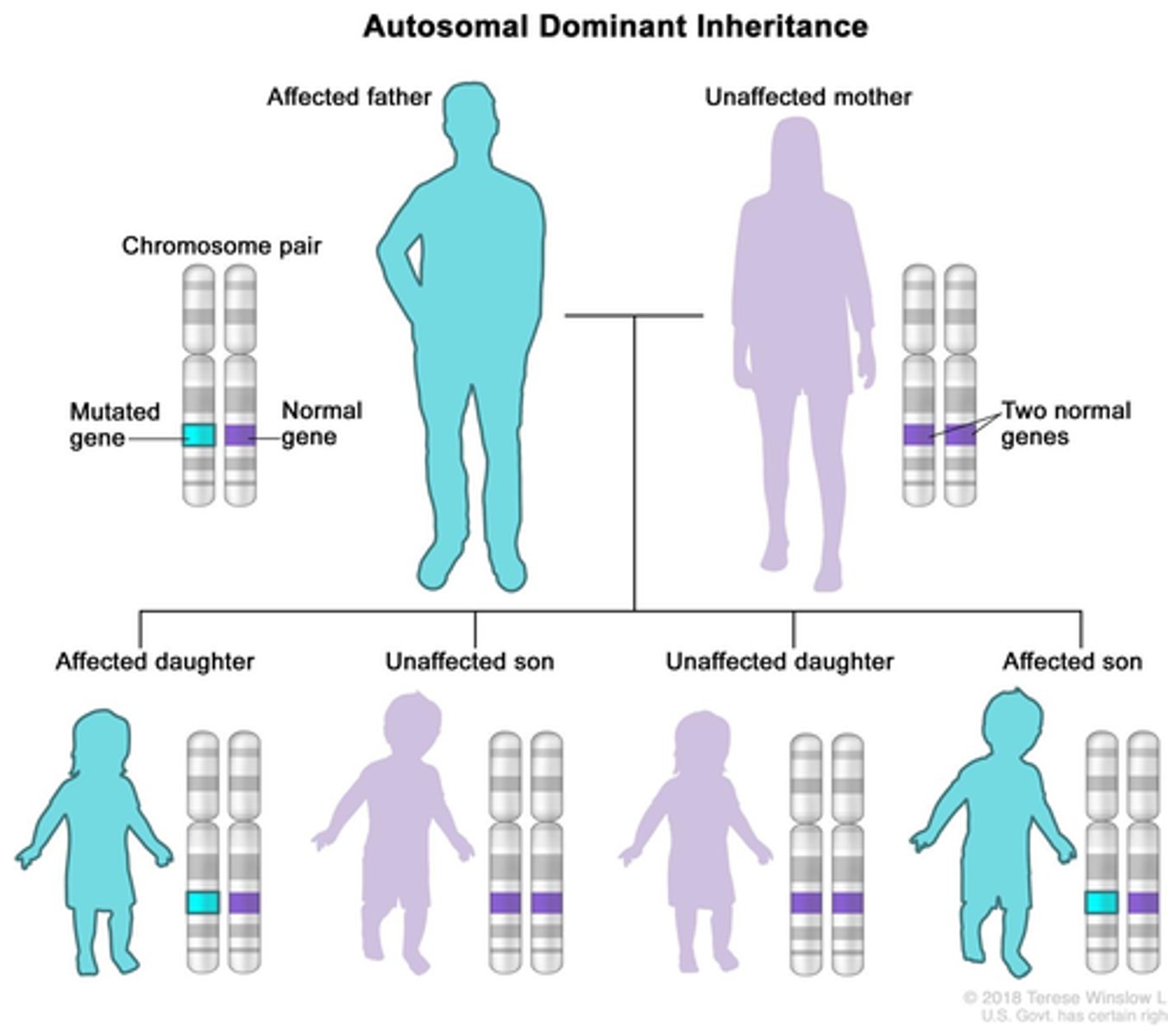 <p>Autosomal disorders have reduced penetrance and visible expressivity. They usually do not encode enzymes (a loss of 50% of an enzyme's activity can be compensated for by activity if the enzyme encoded by the normal allele)</p><p>- Only one allele needed to show trait.</p><p>- Close to 50%</p>