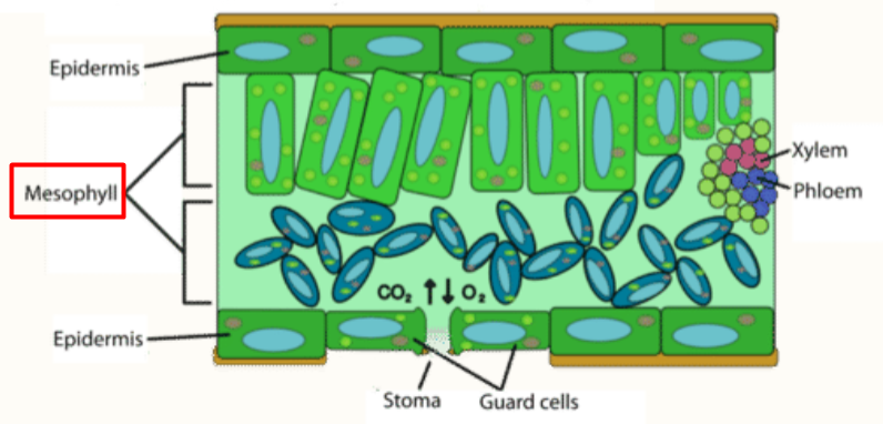 <p>Leaves: Ground Tissue (Mesophyll layer)</p>