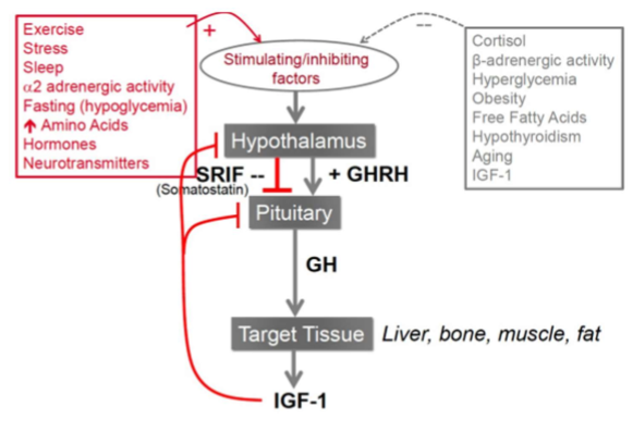 <p>- Cortisol</p><p>- Hyperglycemia</p><p>- Obesity</p><p>- FFA</p><p>- Hypothyroidism</p><p>- Aging</p><p>- IGF-1: high amounts</p>