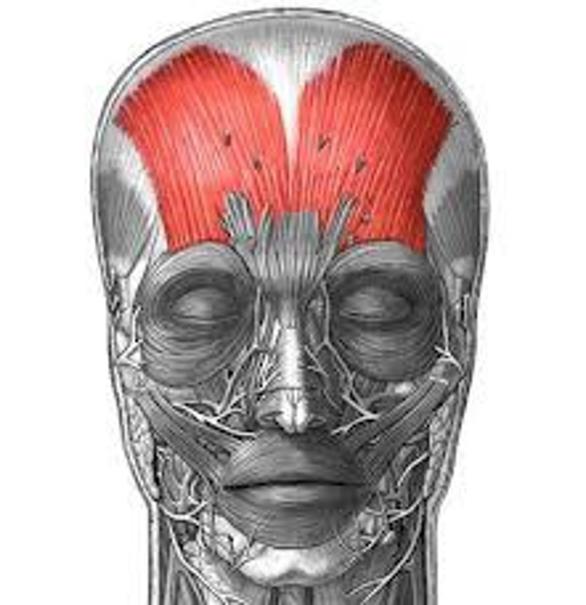 <p>A muscle located in the forehead and the back of the head, responsible for raising the eyebrows, and moving the scalp. </p>