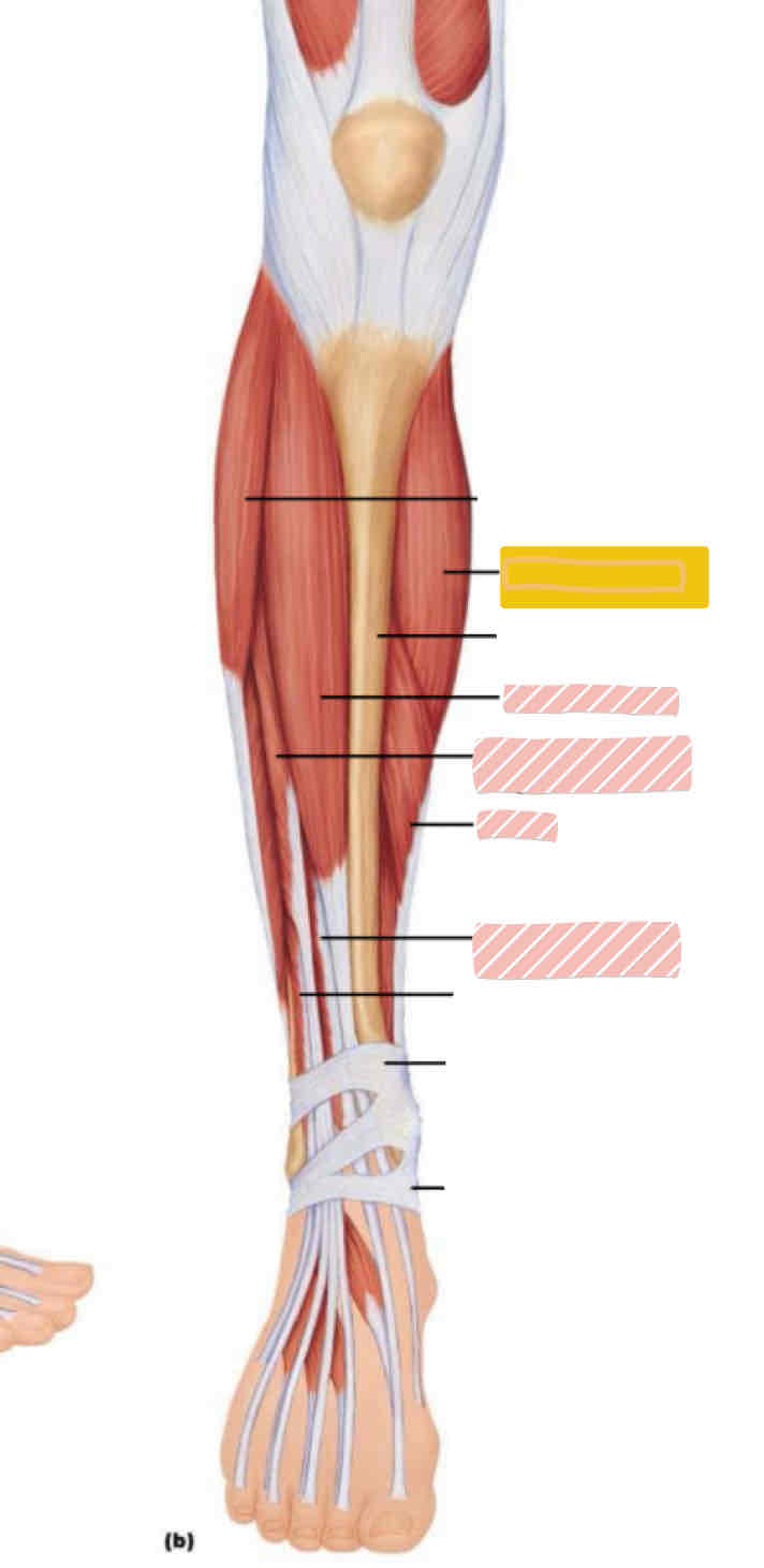 <p>Anterior leg (below knee)</p>