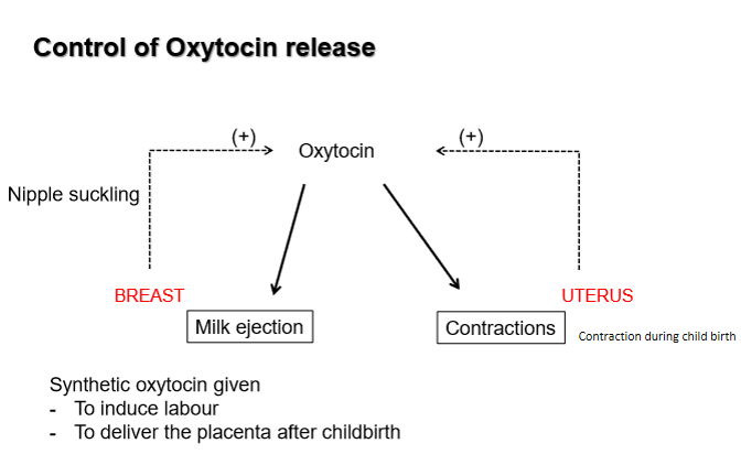 <p>by neurogenic positive feedback from sensory stimulation of the nipple (suckling) and uterus (labour) </p>