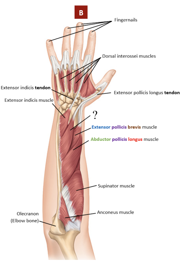 <p>its tendon sticks out and attaches to the thumb</p><ul><li><p>extends, adducts, and laterally rotates the thumb</p></li></ul><p></p>