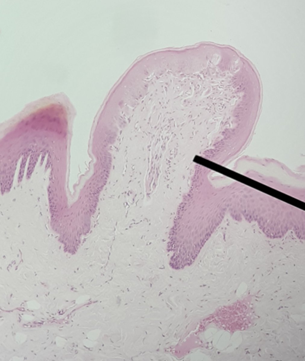 <p>Special: Taste</p><p>mushroom-shaped elevations, scattered over entire surface of the tongue; contain about 5 taste buds each.</p>