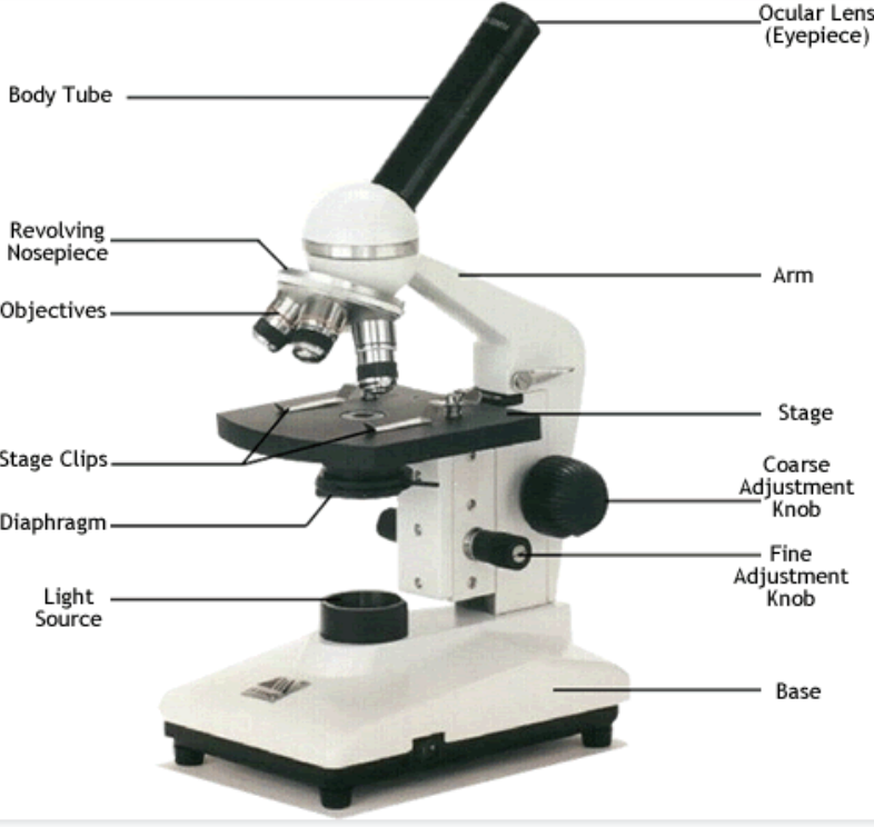 <ul><li><p>Ocular Lens (Eyepiece)</p></li><li><p>Body Tube</p></li><li><p>Arm</p></li><li><p>Revolving</p><p>Nosepiece</p></li><li><p>Objectives</p></li><li><p>Stage</p></li><li><p>Stage Clips</p></li><li><p>Coarse</p><p>Adjustment</p><p>Knob</p></li><li><p>Fine</p><p>Adjustment</p><p>Knob</p></li><li><p>Diaphragm</p></li><li><p>Light</p><p>Source</p></li><li><p>base</p></li></ul>