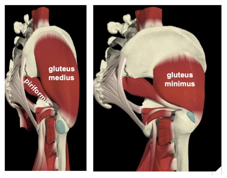 <p>It is an external (lateral) rotator of the hip, passing posterior to the axis of rotation.</p>