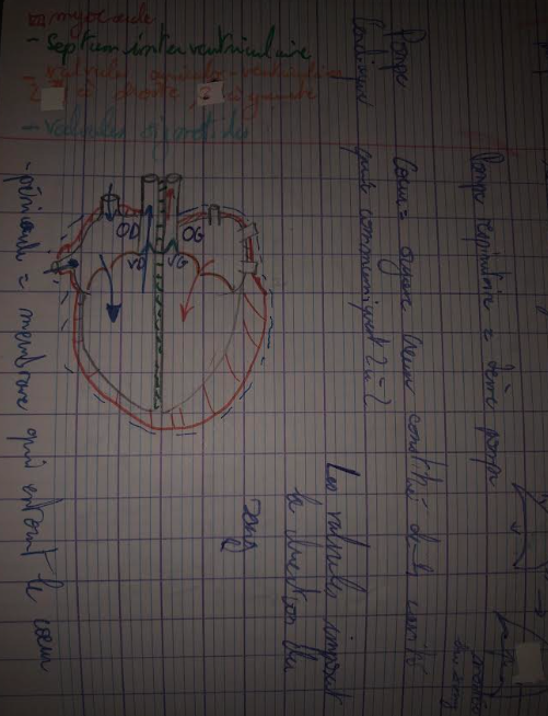 <p>Oreillette droite </p><ul><li><p>Reçoit le <strong>sang veineux</strong> provenant :</p><ul><li><p>de la veine cave</p></li></ul></li></ul><p> b) Oreillette gauche </p><ul><li><p>Reçoit le <strong>sang oxygéné</strong> provenant des <strong>veines pulmonaires</strong></p></li><li><p>Paroi légèrement plus épaisse que celle de l’oreillette droite</p></li></ul><p> </p><p> <span data-name="small_blue_diamond" data-type="emoji">🔹</span> Ventricules (zones d’éjection) </p><p>c) Ventricule droit </p><ul><li><p>Éjecte le sang vers les <strong>poumons</strong> via l’<strong>artère pulmonaire</strong></p></li><li><p>Paroi musculaire épaisse mais moins que celle du ventricule gauche</p></li><li><p>Valvule de sortie : Valvules sigmoïdes </p></li></ul><p> d) Ventricule gauche </p><ul><li><p>Éjecte le sang vers l’<strong>aorte</strong> (circulation générale)</p></li><li><p>Paroi <strong>très épaisse</strong> (pression élevée)</p></li><li><p>Valvule de sortie : Valvules sigmoïdes </p></li></ul><p> <span data-name="small_orange_diamond" data-type="emoji">🔸</span> Valvules sigmoïdes <br><span data-name="arrow_right" data-type="emoji">➡</span> Empêchent le reflux du sang dans les ventricules lors de la diastole</p><p></p><p>Les valvules cardiaques (zones de contrôle du flux) <span data-name="small_orange_diamond" data-type="emoji">🔸</span> Valvules auriculo-ventriculaires </p><p></p><p>Les cloisons (zones de séparation)</p><ul><li><p><strong>Septum inter-auriculaire</strong> : sépare les deux oreillettes</p></li><li><p><strong>Septum inter-ventriculaire</strong> : sépare les deux ventricules<br><span data-name="arrow_right" data-type="emoji">➡</span> Empêchent le mélange du sang oxygéné et désoxygéné</p></li></ul><p></p>