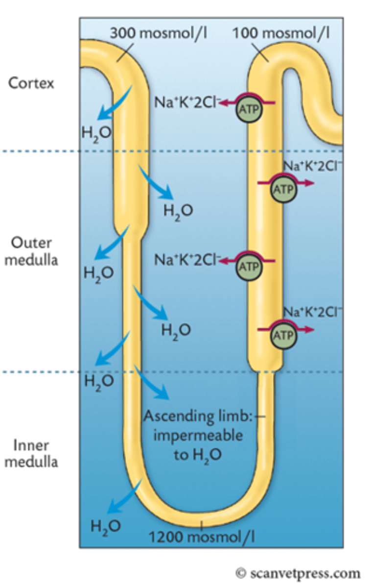 <p>Due to the osmolarity of the interstitial fluid being so high (as the ascending tubule is pumping out ions into it) water freely moves out of the descending tubule without ions moving along with it (as there are no ion channels here). As fluid is continually moving through the LOH the osmolarity increases the further down the loop of Henle.</p>