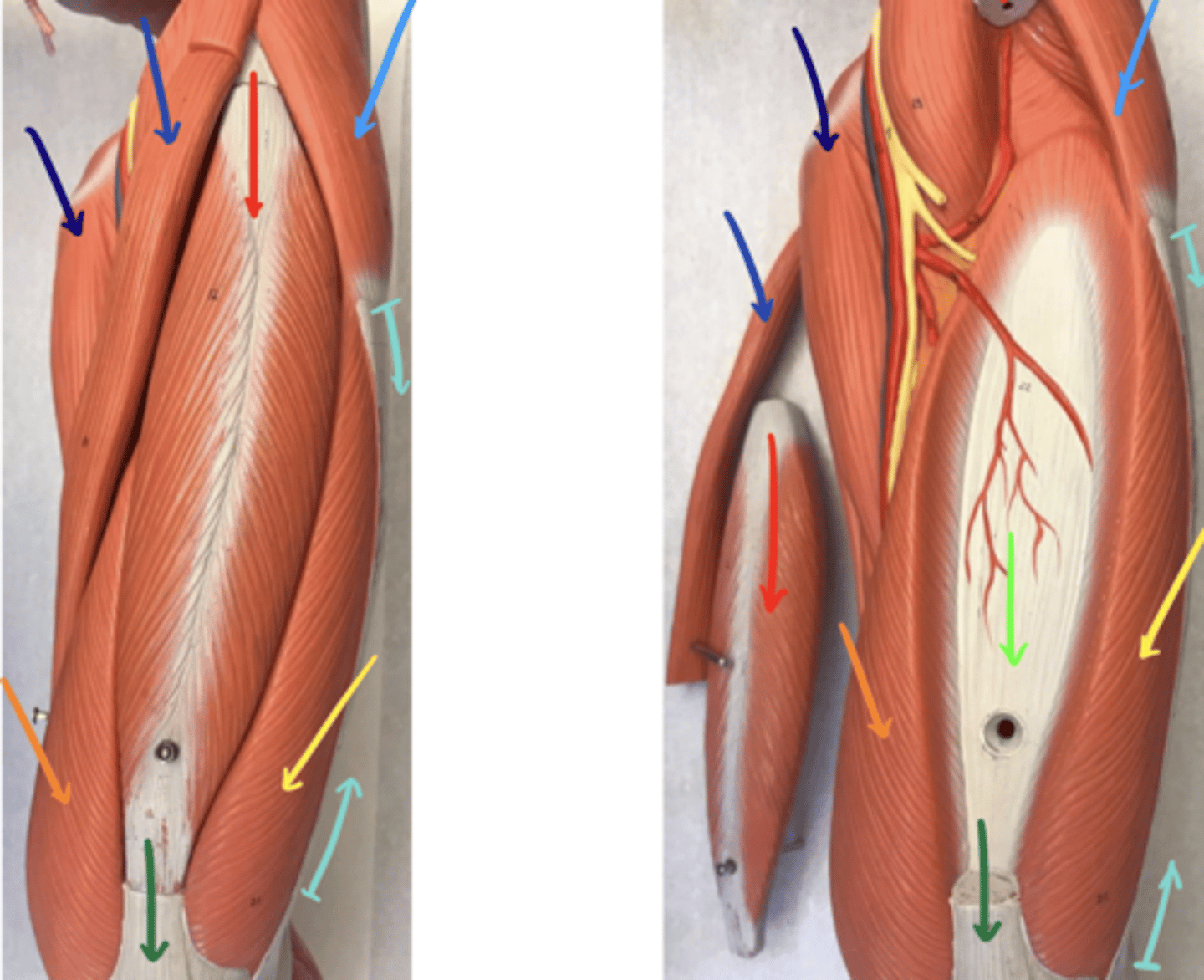 <p>ID the structure of the dark indigo arrow and its innervation/.</p>