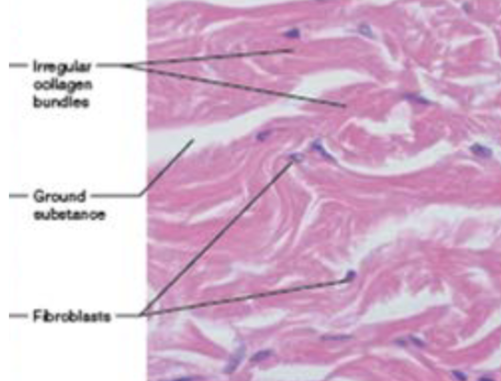 <p>able to withstand tension exerted in many direction, structural strength</p>