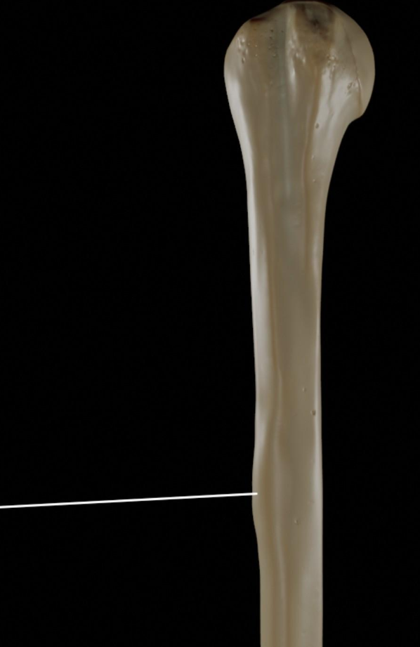 <p>A big, rough projection on a bone that serves as an attachment for muscles and ligaments. Can be found in places like the deltoid and tibia</p>
