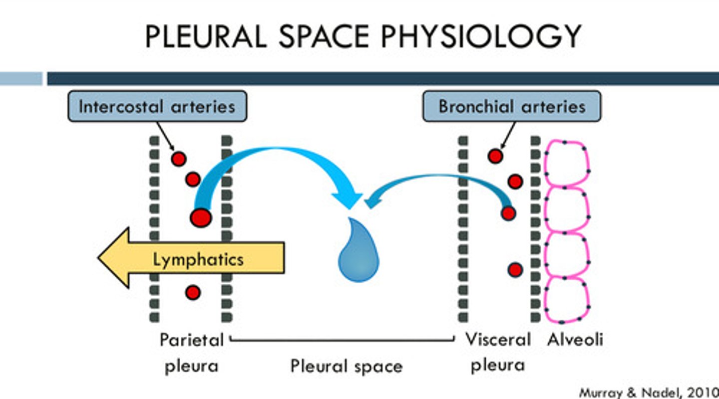 <p>comes from the blood vessels in the partial pleura (intercostal arteries) and visceral pleura (bronchial arteries); although the fluid comes from both sides, the fluid comes primarily from the parietal pleura</p>